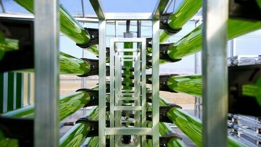 algaenergy-microclimat-bioestimulantes|algaenergy-microclimat-bioestimulantes|algaenergy-microclimat-bioestimulantes